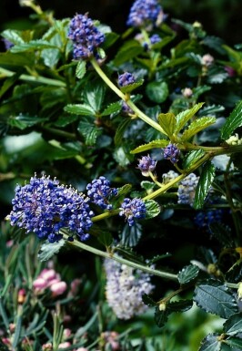 Prydbuske Ceanothus thyrsiflorus 'Repens' potte Ceanothus thyrsiflorus 'Repens' busk