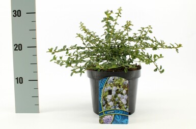 Prydbuske Ceanothus thyrsiflorus 'Repens' potte Ceanothus thyrsiflorus 'Repens' busk