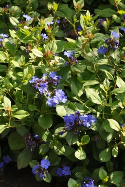 Blyrod Ceratostigma plumbaginoides potte Ceratostigma plumbaginoides
