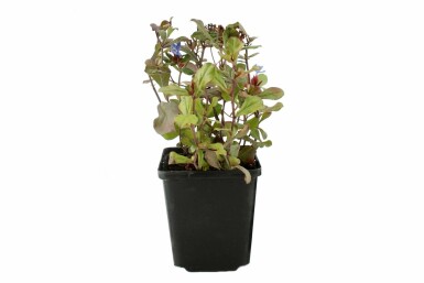 Blyrod Ceratostigma plumbaginoides potte Ceratostigma plumbaginoides