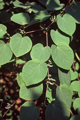 Almindelig hjertetræ Cercidiphyllum japonicum potte Cercidiphyllum japonicum busk