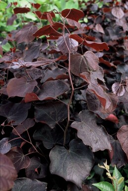 North American Redbud Cercis canadensis 'Forest Pansy' potte Cercis canadensis 'Forest Pansy'