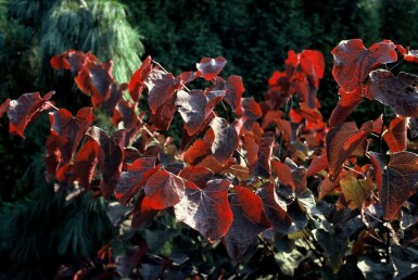 North American Redbud Cercis canadensis 'Forest Pansy' potte Cercis canadensis 'Forest Pansy'
