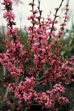 Chinese redbud Cercis chinensis 'Avondale' potte Cercis chinensis 'Avondale' busk