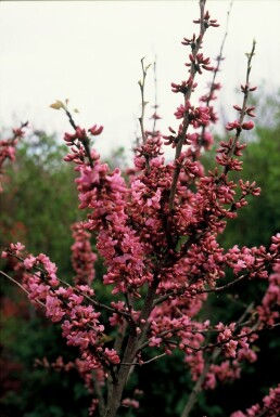 Chinese redbud Cercis chinensis 'Avondale' potte Cercis chinensis 'Avondale' busk