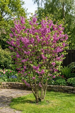 Cercis chinensis 'Avondale' busk 50-60 cm