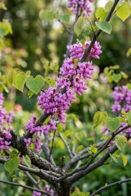 Cercis chinensis 'Avondale' busk 50-60 cm