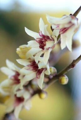 Chimonanthus Chimonanthus praecox potte Chimonanthus praecox