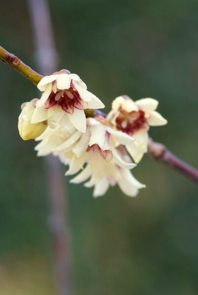 Chimonanthus praecox busk