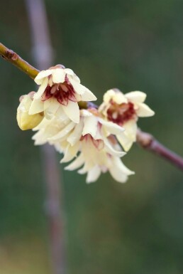 Chimonanthus Chimonanthus praecox potte Chimonanthus praecox