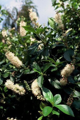 Konvalbusk Clethra alnifolia 'Pink Spire' potte Clethra alnifolia 'Pink Spire' busk