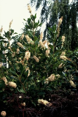 Konvalbusk Clethra alnifolia 'Pink Spire' potte Clethra alnifolia 'Pink Spire' busk