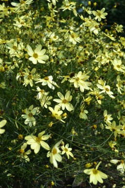 Kransskønhedsøje Coreopsis verticillata 'Moonbeam' potte Coreopsis verticillata 'Moonbeam'