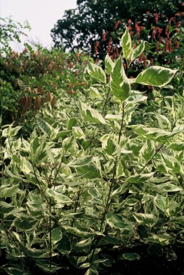 Hvidbroget kornel Cornus alba 'Elegantissima' potte Cornus alba 'Elegantissima' busk
