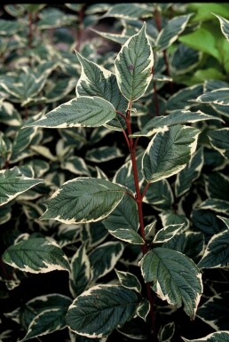 Hvid kornel Cornus alba 'Sibirica Variegata' potte Cornus alba 'Sibirica Variegata' busk