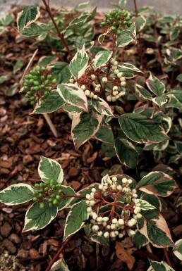 Hvid kornel Cornus alba 'Sibirica Variegata' potte Cornus alba 'Sibirica Variegata' busk