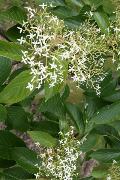 Cornus controversa C10 100-125