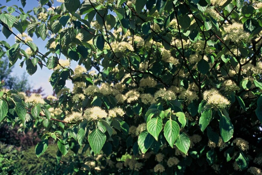 Cornus controversa C10 100-125