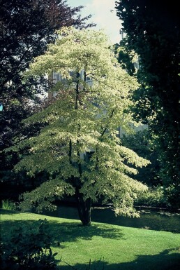 Etagekornel Cornus controversa 'Variegata' potte Cornus controversa 'Variegata' busk
