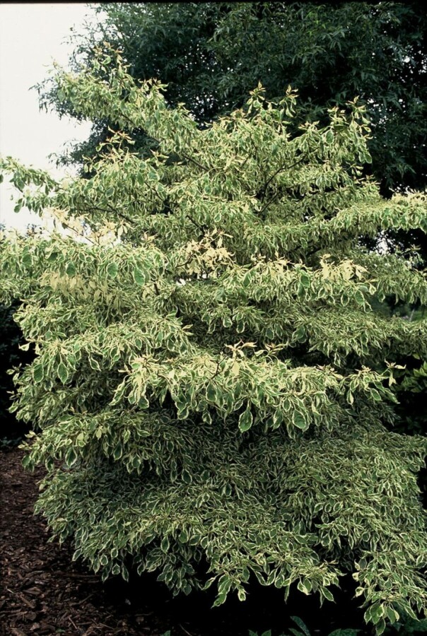 Cornus controversa 'Variegata' C7,5 60-80
