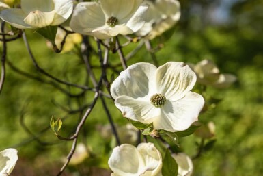 Blomsterkornel Cornus florida potte Cornus florida busk