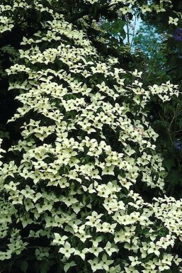 Koreakornel Cornus kousa potte Cornus kousa busk