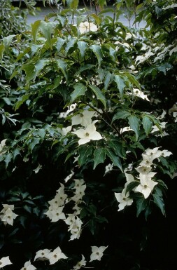 Koreakornel Cornus kousa potte Cornus kousa busk