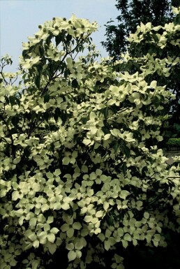 Koreakornel Cornus kousa 'China Girl' potte Cornus kousa 'China Girl' busk