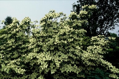 Koreakornel Cornus kousa 'China Girl' potte Cornus kousa 'China Girl' busk