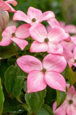 Koreakornel Cornus kousa 'Satomi' potte Cornus kousa 'Satomi' busk