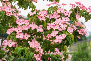 Koreakornel Cornus kousa 'Satomi' potte Cornus kousa 'Satomi' busk