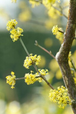 Kirsebærkornel Cornus mas potte Cornus mas busk