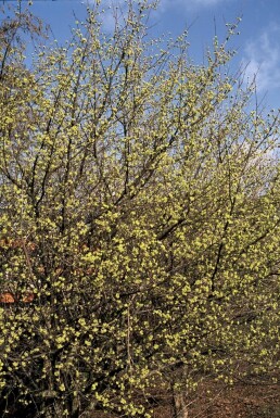 Kirsebærkornel Cornus mas potte Cornus mas busk