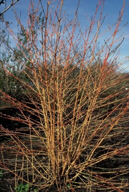 Rød kornel Cornus sanguinea 'Midwinter Fire' potte Cornus sanguinea 'Midwinter Fire' busk