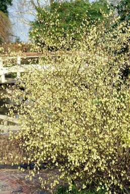 Hasselbror Corylopsis pauciflora potte Corylopsis pauciflora busk