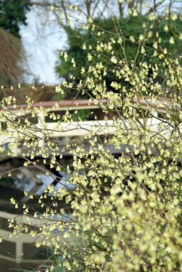 Hasselbror Corylopsis pauciflora potte Corylopsis pauciflora busk