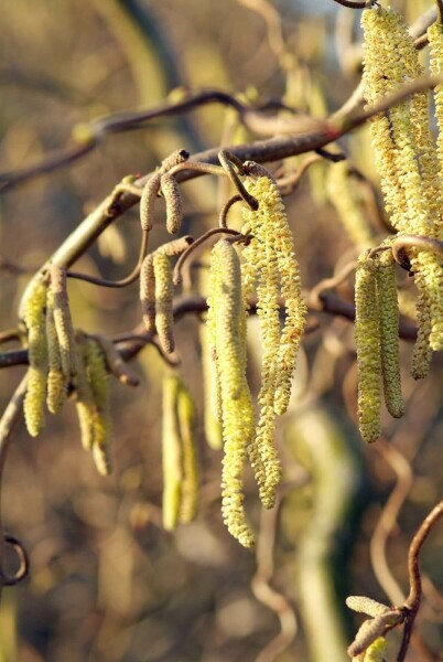 Corylus avellana 'Contorta' C5 40-60