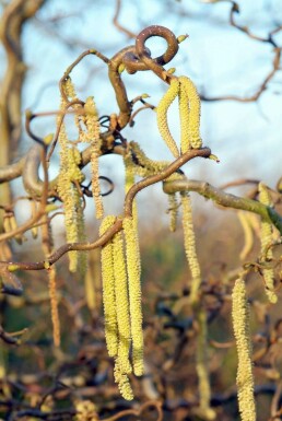 Corylus avellana 'Contorta' C5 40-60
