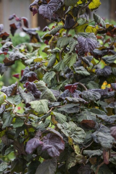 Corylus avellana 'Red Majestic'