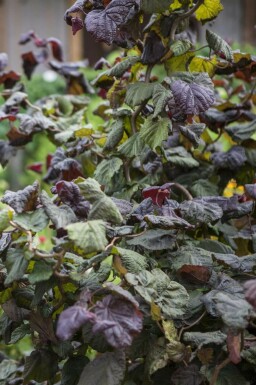 Almindelig hassel Corylus avellana 'Red Majestic' potte Corylus avellana 'Red Majestic'