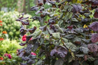 Almindelig hassel Corylus avellana 'Red Majestic' potte Corylus avellana 'Red Majestic'