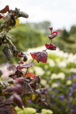 Corylus avellana 'Red Majestic'