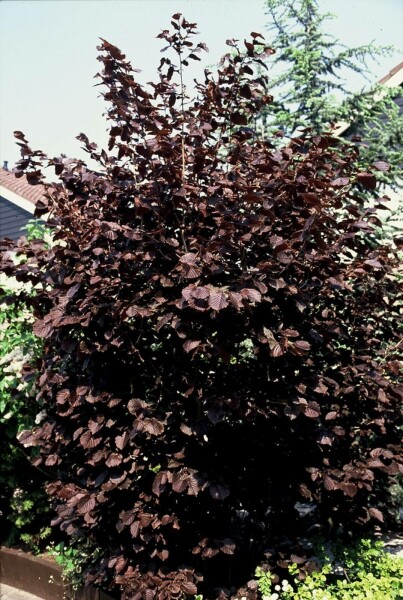 Corylus maxima 'Purpurea' C7,5 80-100