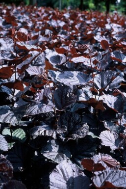 Corylus maxima 'Purpurea' C7,5 80-100