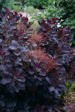 Parykbusk Cotinus coggygria 'Royal Purple' potte Cotinus coggygria 'Royal Purple' busk