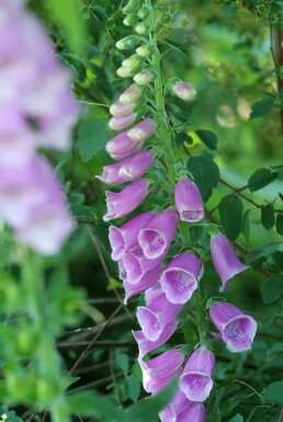 Almindelig fingerbøl Digitalis purpurea potte Digitalis purpurea