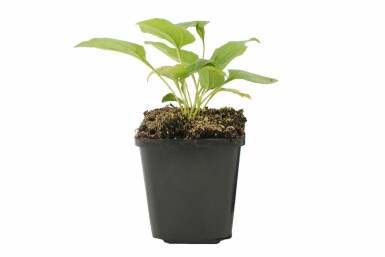 Havepurpursolhat Echinacea purpurea 'Alba' potte Echinacea purpurea 'Alba'