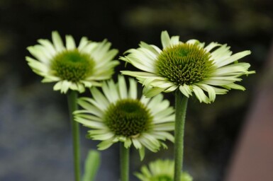 Havepurpursolhat Echinacea purpurea 'Green Jewel' potte Echinacea purpurea 'Green Jewel'
