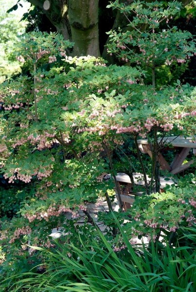 Enkianthus campanulatus C20 100-125