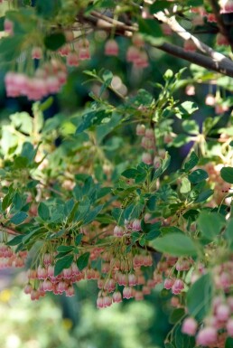 Enkianthus campanulatus C20 100-125